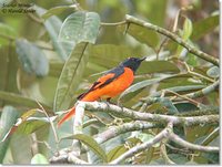 Scarlet Minivet - Pericrocotus flammeus