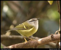 Ashy-throated Warbler - Phylloscopus maculipennis