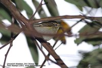 Greenish Warbler - Phylloscopus trochiloides