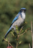 Western Scrub-Jay - Aphelocoma californica