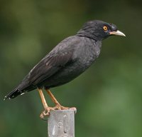 Crested Myna - Acridotheres cristatellus