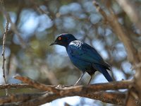 Cape Glossy-Starling - Lamprotornis nitens