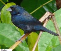 Blue-black Grassquit - Volatinia jacarina