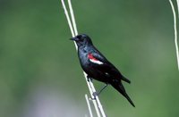 Tricolored Blackbird - Agelaius tricolor