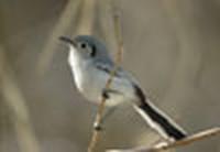 Cuban gnatcatcher, Polioptila lembeyei