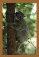 Red-tailed Sportive Lemur (Lepilemur ruficaudatus)