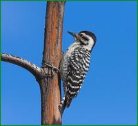 Ladder-backed woodpecker at Dave Jasper's near Portal