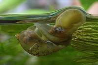 물달팽이