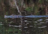 Caiman  