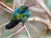 Green violetear