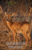 Puku , Kobus vardonii , Kafue National Park , Zambia stock photo