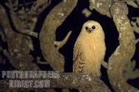 Juvenile Pels fishing Owl stock photo