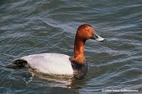 Common Pochard Aythya ferina