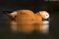 002260 - Tadorna ferruginea (Ruddy Shelduck)