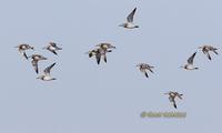 Great knot C20D 02847.jpg