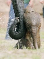 ...Three day old nameless elephant baby plays in his enclosure at the Zoological Garden (Tierpark) 