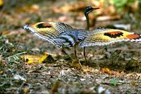 sunbittern