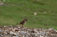 Robin accentor Prunella rubeculoides