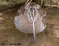 Solitary Snipe Gallinago solitaria 청도요