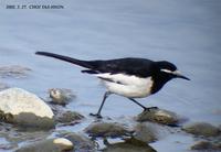 Japanese Wagtail Motacilla grandis 검은등할미새