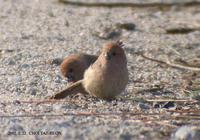 붉은머리오목눈이 Vinous-throated parrotbill Paradoxornis webbiana Sock-Cho, 2002.1. 22