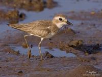 Greater Sandplover Charadrius leschenaultii