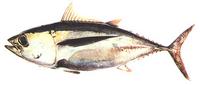 눈다랑어 Thunnus obesus (Lowe)