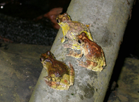 : Dendropsophus marmoratus