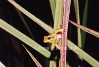 : Hypsiboas goianus