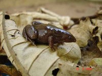: Myersiella microps