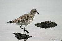 : Pluvialis squatarola; Black-bellied Plover