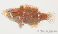 : Cheilinus oxycephalus