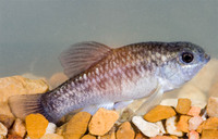 : Cyprinodon pecosensis; Pecos Pupfish