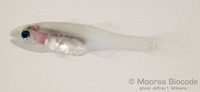 : Pseudamiops gracilicauda
