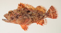 : Scorpaenopsis papuensis