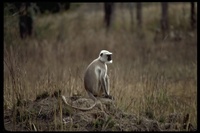 : Semnopithecus entellus; Hanuman Langur