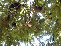 : Andricus quercuscalifornicus;