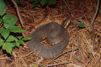 : Agkistrodon piscivorus; Cottonmouth