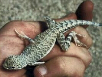 : Callisaurus draconoides; Zebra-tailed Lizard