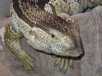 : Varanus albigularis; White-throated Monitor