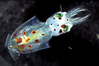 : Loligo opalescens; Market Squid