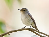 Little Pied Flycatcher (female) Scientific name - Ficedula westermanni