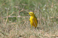 Yellow Wagtail