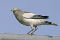 White-shouldered Starling » Sturnus sinensis