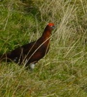 Male Red Grouse