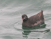 Whiskered Auklet [Aethia pygmaea]