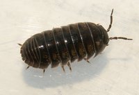 Armadillidium vulgare - Pillbug