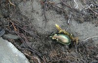 Carabus huangi huangi