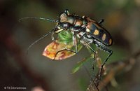 Cicindela aurulenta