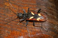 Rhagium bifasciatum